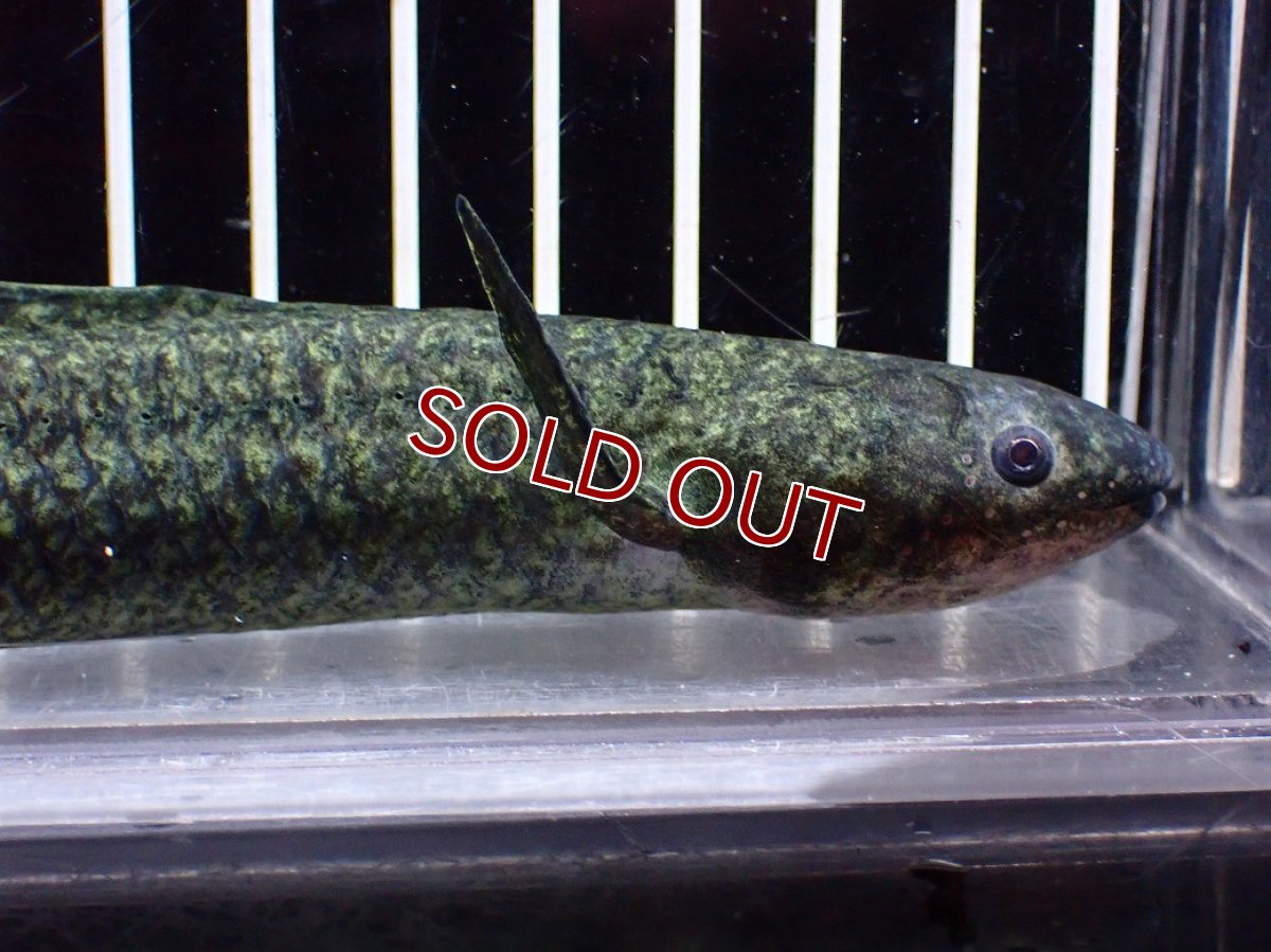 画像6: 【淡水魚】【通販】大特価 激レア No3 ネオケラトゥドス フォルステリ【個体販売】(±16cm)(大型魚・肺魚)(生体)(熱帯魚)NKO (6)