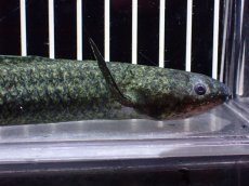 画像6: 【淡水魚】【通販】激レア No3 ネオケラトゥドス フォルステリ【個体販売】(±16cm)(大型魚・肺魚)(生体)(熱帯魚)NKO (6)