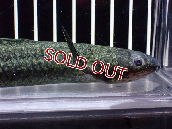 淡水魚】【通販】大特価 激レア No3 ネオケラトゥドス フォルステリ