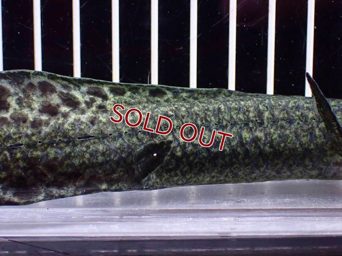 画像7: 【淡水魚】【通販】大特価 激レア No3 ネオケラトゥドス フォルステリ【個体販売】(±16cm)(大型魚・肺魚)(生体)(熱帯魚)NKO (7)