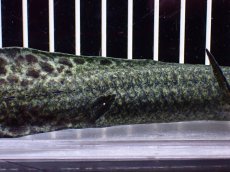 画像7: 【淡水魚】【通販】激レア No3 ネオケラトゥドス フォルステリ【個体販売】(±16cm)(大型魚・肺魚)(生体)(熱帯魚)NKO (7)