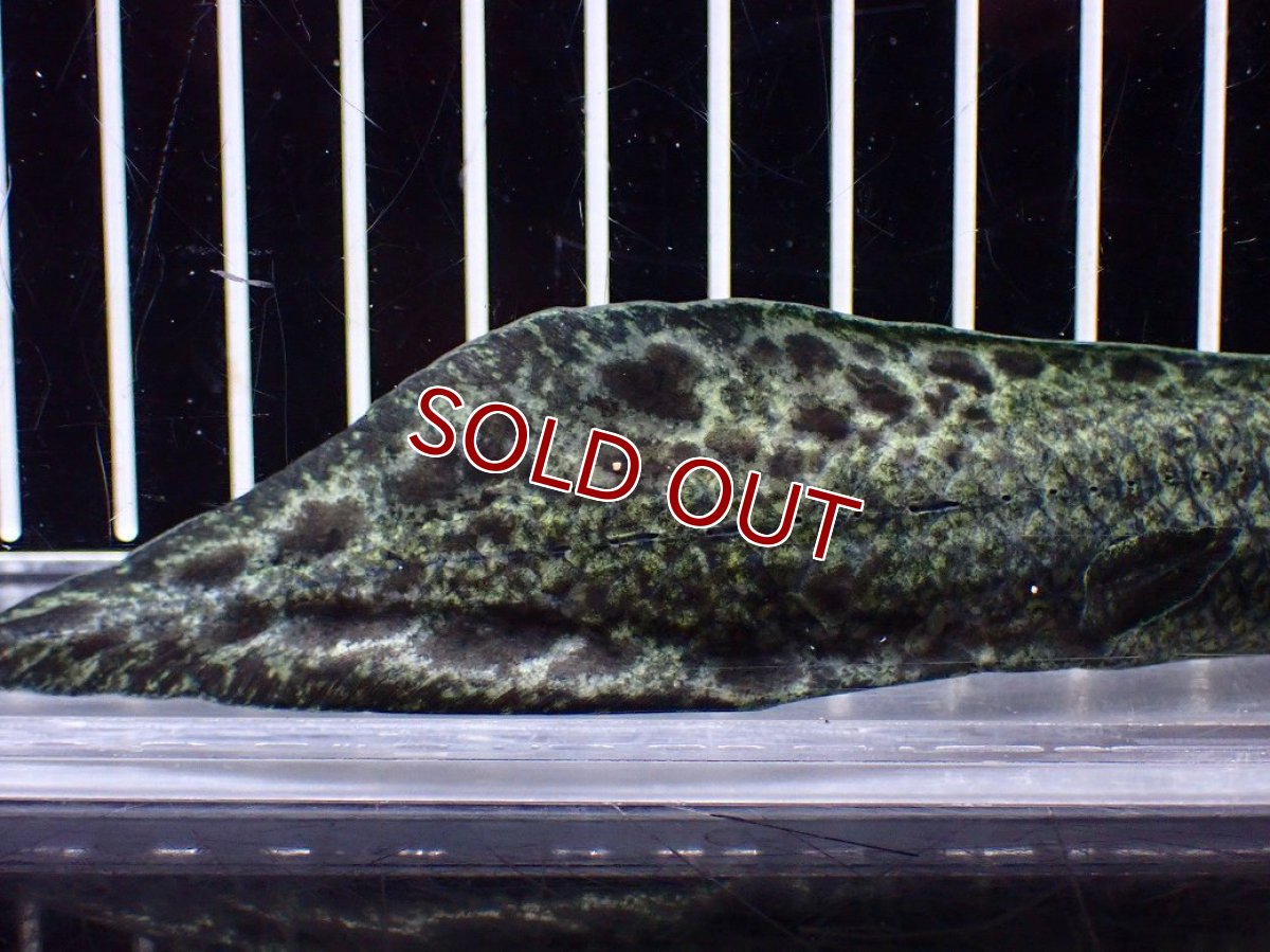 画像8: 【淡水魚】【通販】大特価 激レア No3 ネオケラトゥドス フォルステリ【個体販売】(±16cm)(大型魚・肺魚)(生体)(熱帯魚)NKO (8)