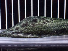 画像8: 【淡水魚】【通販】激レア No3 ネオケラトゥドス フォルステリ【個体販売】(±16cm)(大型魚・肺魚)(生体)(熱帯魚)NKO (8)