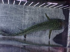 画像9: 【淡水魚】【通販】激レア No3 ネオケラトゥドス フォルステリ【個体販売】(±16cm)(大型魚・肺魚)(生体)(熱帯魚)NKO (9)