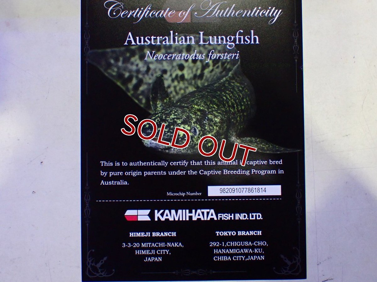画像10: 【淡水魚】【通販】大特価 激レア No3 ネオケラトゥドス フォルステリ【個体販売】(±16cm)(大型魚・肺魚)(生体)(熱帯魚)NKO (10)