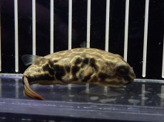 画像1: 【淡水魚】【通販】テトラオドン ムズ ワイルド【個体販売】(±8cm)(淡水フグ)(生体)(熱帯魚)NK (1)