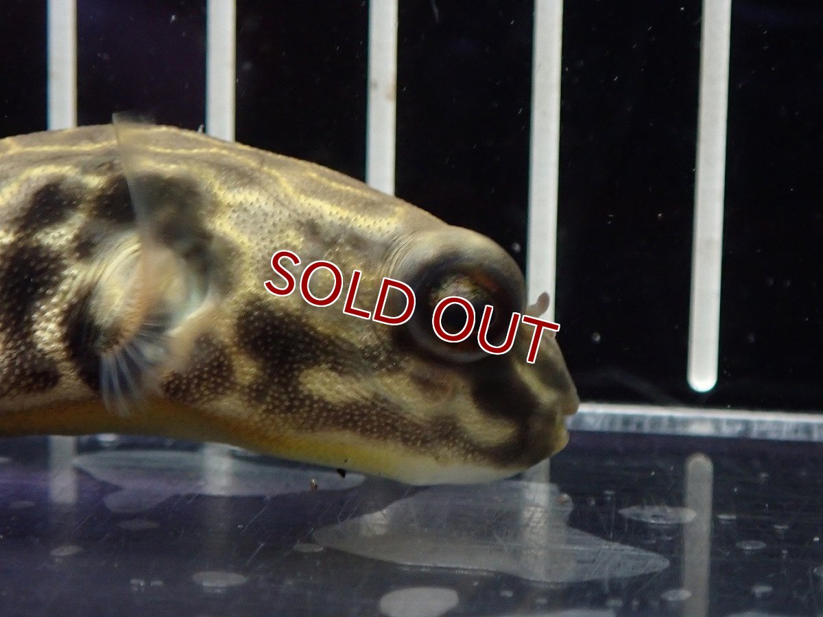 画像2: 【淡水魚】【通販】爆安期間限定 テトラオドン ムブ ワイルド【個体販売】(±8cm)(淡水フグ)(生体)(熱帯魚)NK (2)