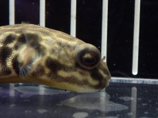 画像2: 【淡水魚】【通販】テトラオドン ムズ ワイルド【個体販売】(±8cm)(淡水フグ)(生体)(熱帯魚)NK (2)