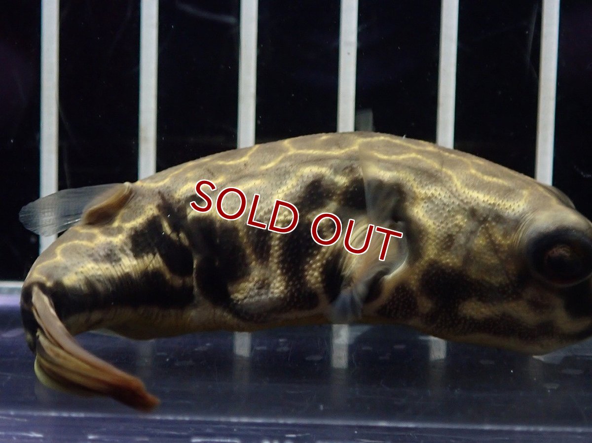 画像3: 【淡水魚】【通販】爆安期間限定 テトラオドン ムブ ワイルド【個体販売】(±8cm)(淡水フグ)(生体)(熱帯魚)NK (3)