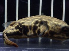 画像3: 【淡水魚】【通販】テトラオドン ムズ ワイルド【個体販売】(±8cm)(淡水フグ)(生体)(熱帯魚)NK (3)