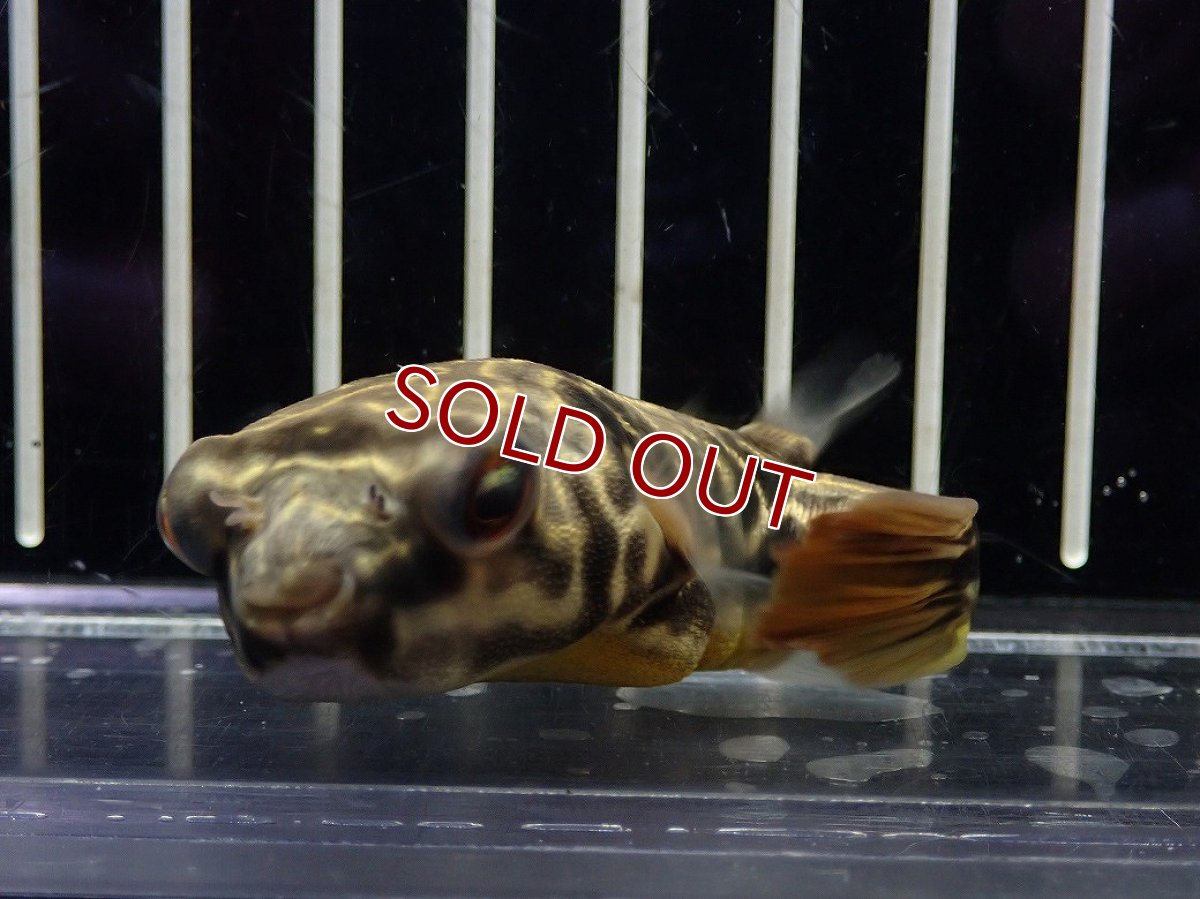 画像4: 【淡水魚】【通販】爆安期間限定 テトラオドン ムブ ワイルド【個体販売】(±8cm)(淡水フグ)(生体)(熱帯魚)NK (4)