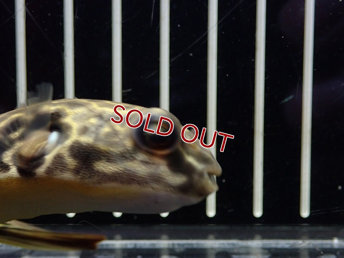 画像5: 【淡水魚】【通販】爆安期間限定 テトラオドン ムブ ワイルド【個体販売】(±8cm)(淡水フグ)(生体)(熱帯魚)NK (5)