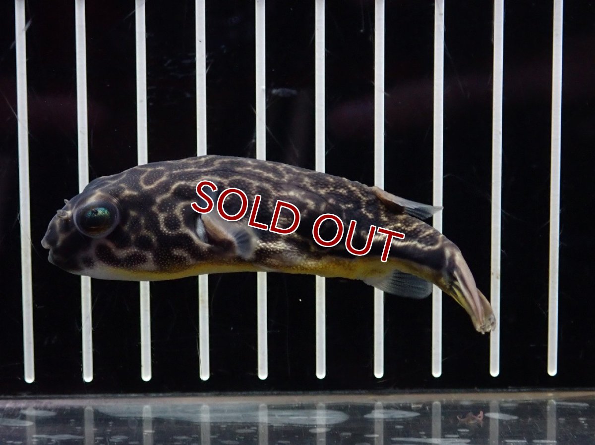 画像1: 【10%OFF対象商品30周年セール】【淡水魚】【通販】大特価 大きめ テトラオドン ムブ ワイルド【個体販売】(±8cm)(淡水フグ)(生体)(熱帯魚)NK (1)