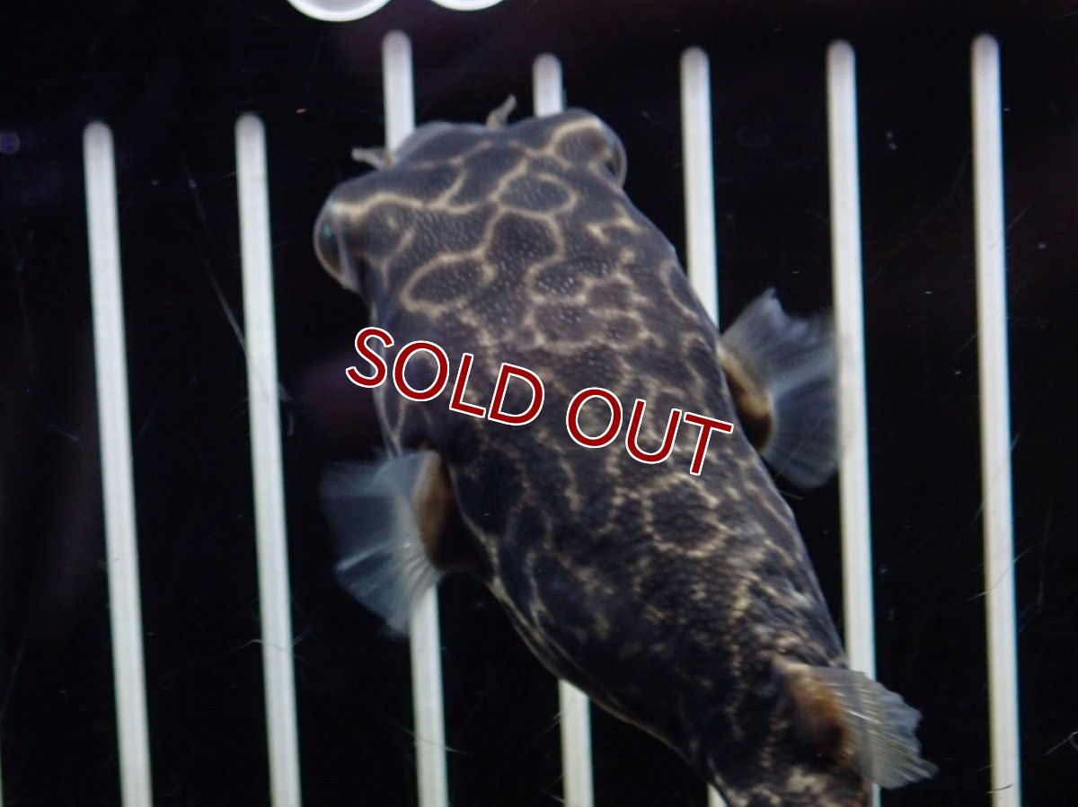 画像2: 【10%OFF対象商品30周年セール】【淡水魚】【通販】大特価 大きめ テトラオドン ムブ ワイルド【個体販売】(±8cm)(淡水フグ)(生体)(熱帯魚)NK (2)