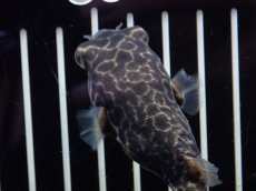 画像2: 【淡水魚】【通販】大特価 大きめ テトラオドン ムブ ワイルド【個体販売】(±8cm)(淡水フグ)(生体)(熱帯魚)NK (2)