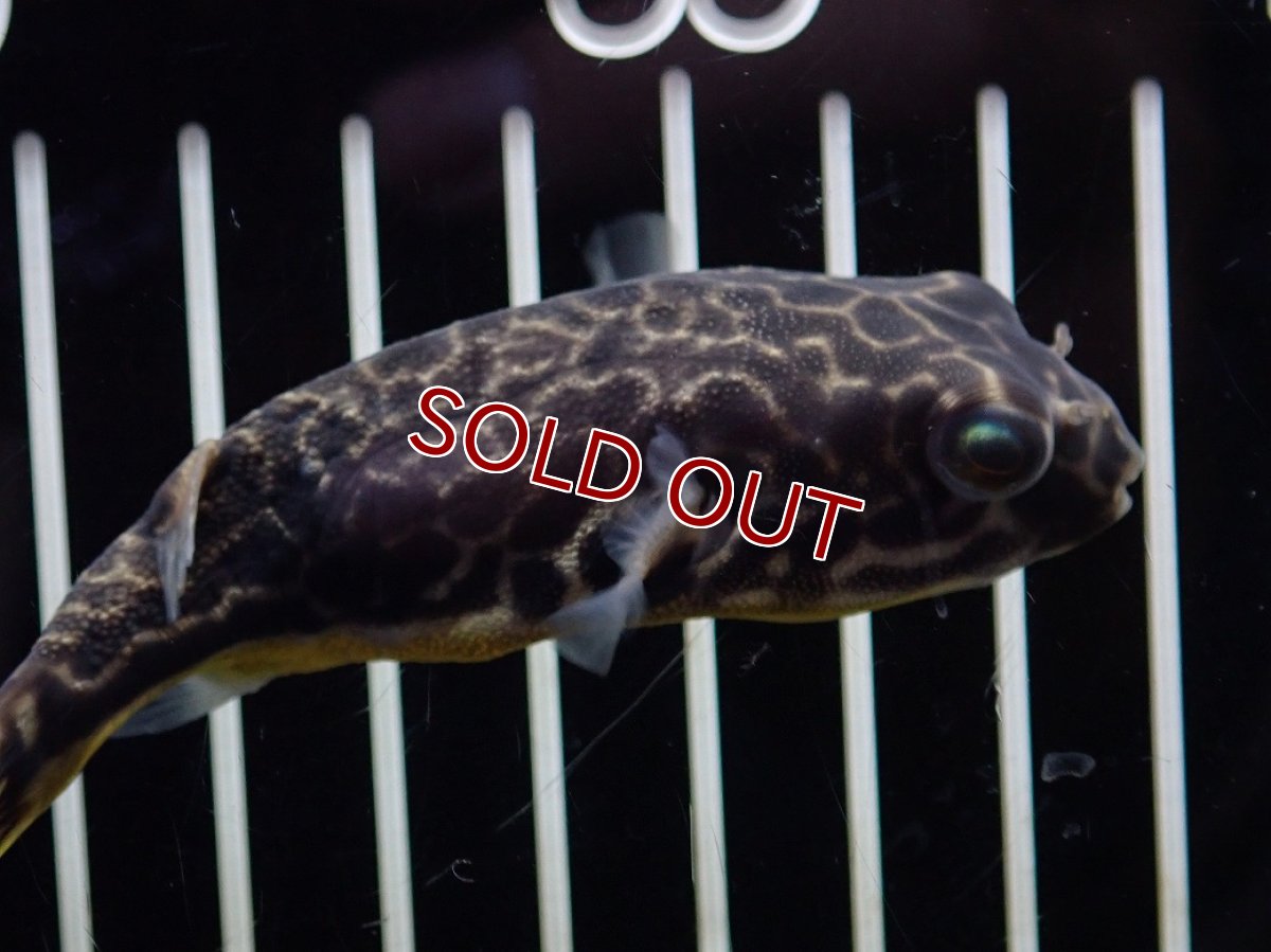 画像3: 【10%OFF対象商品30周年セール】【淡水魚】【通販】大特価 大きめ テトラオドン ムブ ワイルド【個体販売】(±8cm)(淡水フグ)(生体)(熱帯魚)NK (3)