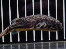 画像4: 【淡水魚】【通販】大特価 大きめ テトラオドン ムブ ワイルド【個体販売】(±8cm)(淡水フグ)(生体)(熱帯魚)NK (4)