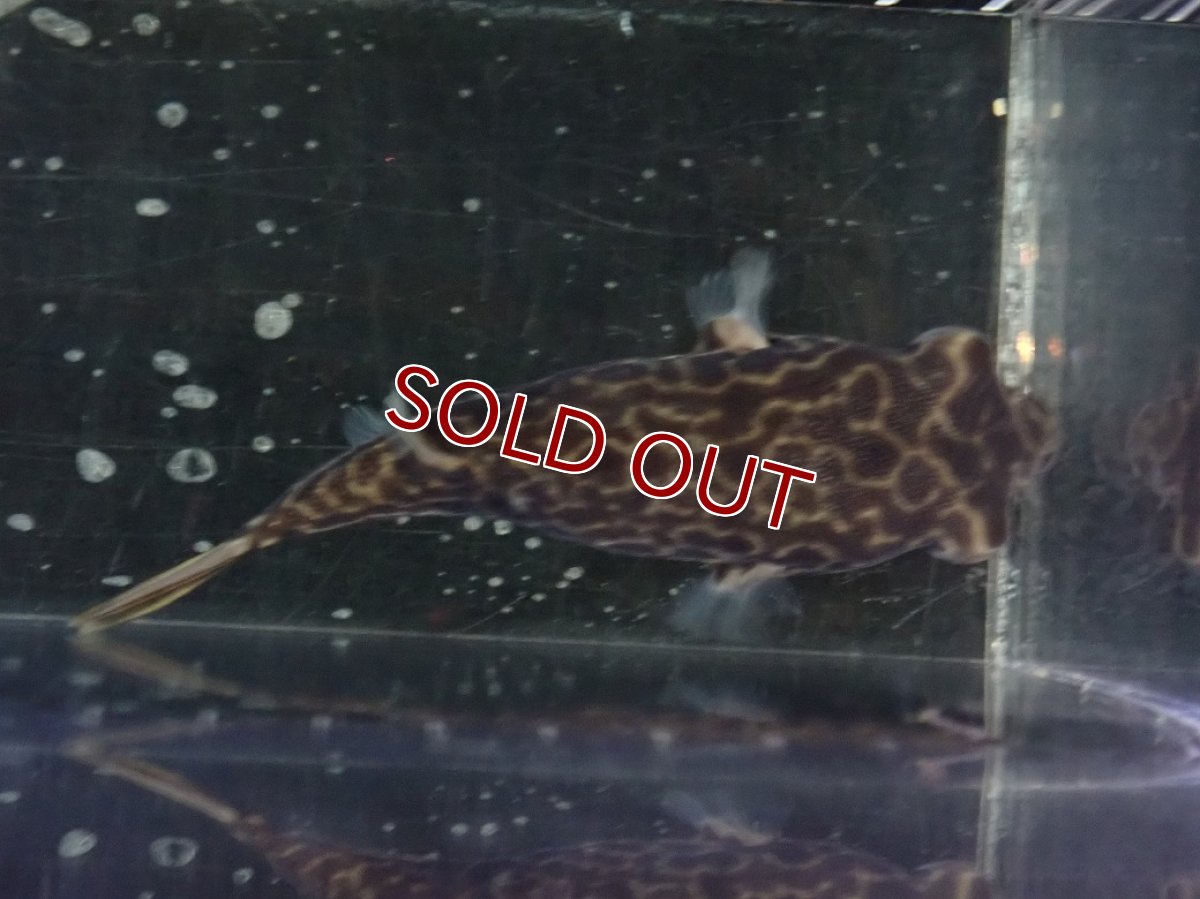 画像5: 【10%OFF対象商品30周年セール】【淡水魚】【通販】大特価 大きめ テトラオドン ムブ ワイルド【個体販売】(±8cm)(淡水フグ)(生体)(熱帯魚)NK (5)