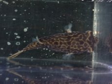 画像5: 【淡水魚】【通販】大特価 大きめ テトラオドン ムブ ワイルド【個体販売】(±8cm)(淡水フグ)(生体)(熱帯魚)NK (5)