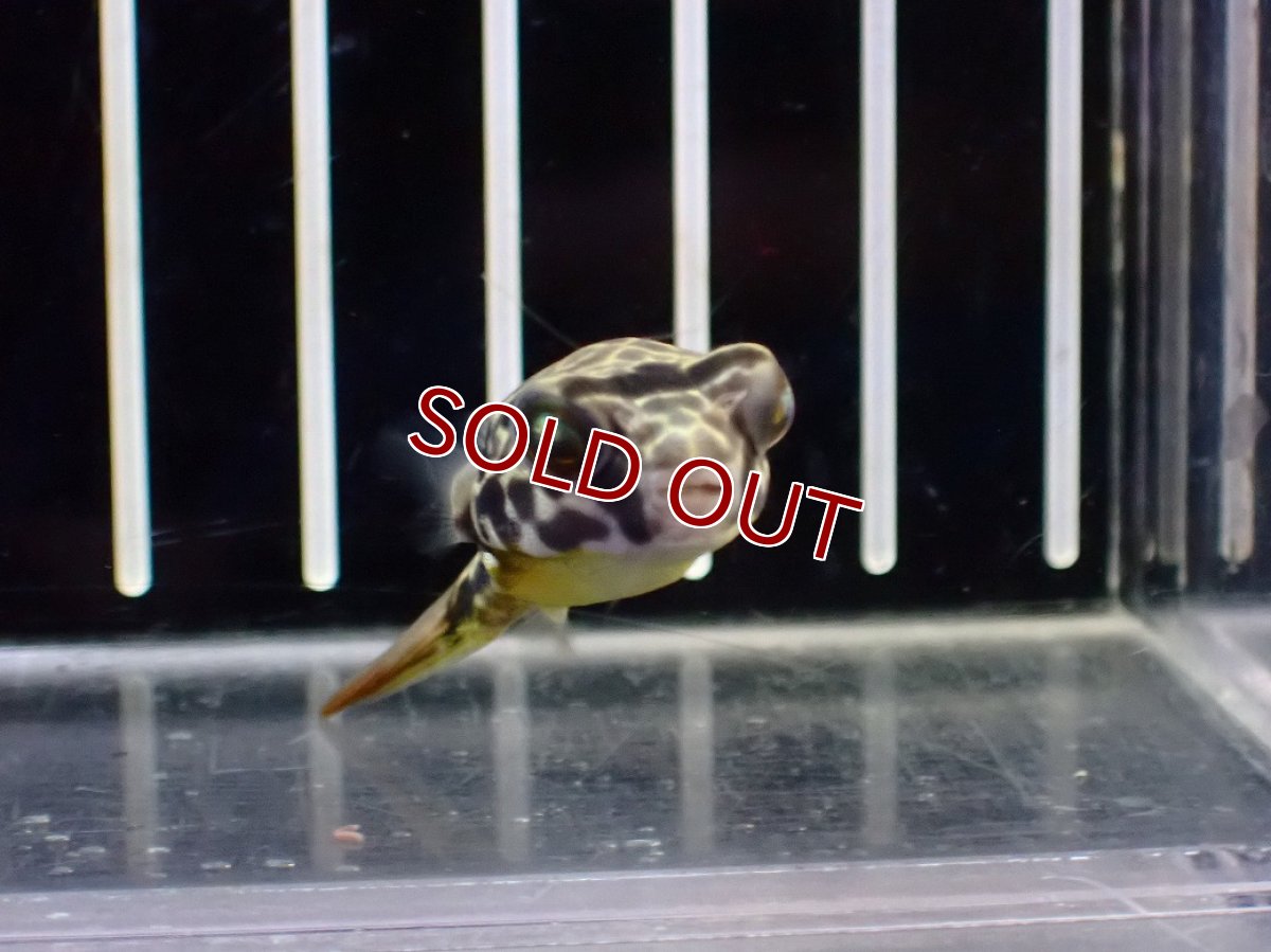 画像1: 【淡水魚】【通販】大特価 テトラオドン ムブ ワイルド【個体販売】(±4cm)(淡水フグ)(生体)(熱帯魚)NK (1)