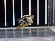 画像1: 【淡水魚】【通販】大特価 テトラオドン ムブ ワイルド【個体販売】(±4cm)(淡水フグ)(生体)(熱帯魚)NK (1)