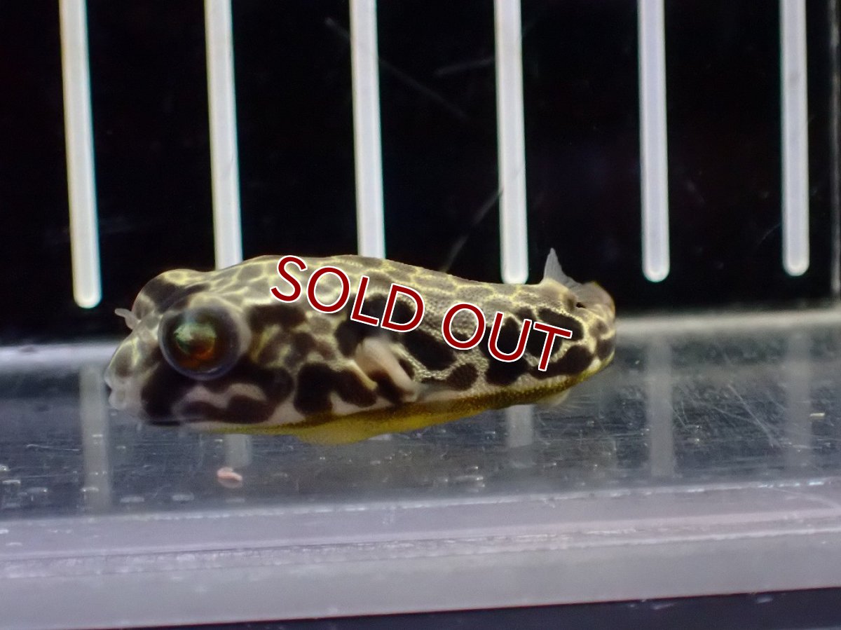 画像2: 【淡水魚】【通販】大特価 テトラオドン ムブ ワイルド【個体販売】(±4cm)(淡水フグ)(生体)(熱帯魚)NK (2)