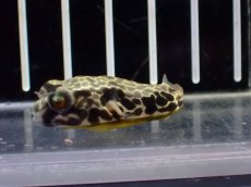 画像2: 【淡水魚】【通販】大特価 テトラオドン ムブ ワイルド【個体販売】(±4cm)(淡水フグ)(生体)(熱帯魚)NK (2)
