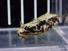画像3: 【淡水魚】【通販】大特価 テトラオドン ムブ ワイルド【個体販売】(±4cm)(淡水フグ)(生体)(熱帯魚)NK (3)