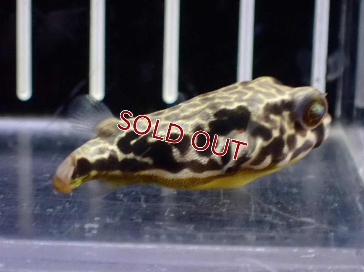 画像4: 【淡水魚】【通販】大特価 テトラオドン ムブ ワイルド【個体販売】(±4cm)(淡水フグ)(生体)(熱帯魚)NK (4)