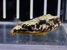 画像4: 【淡水魚】【通販】大特価 テトラオドン ムブ ワイルド【個体販売】(±4cm)(淡水フグ)(生体)(熱帯魚)NK (4)