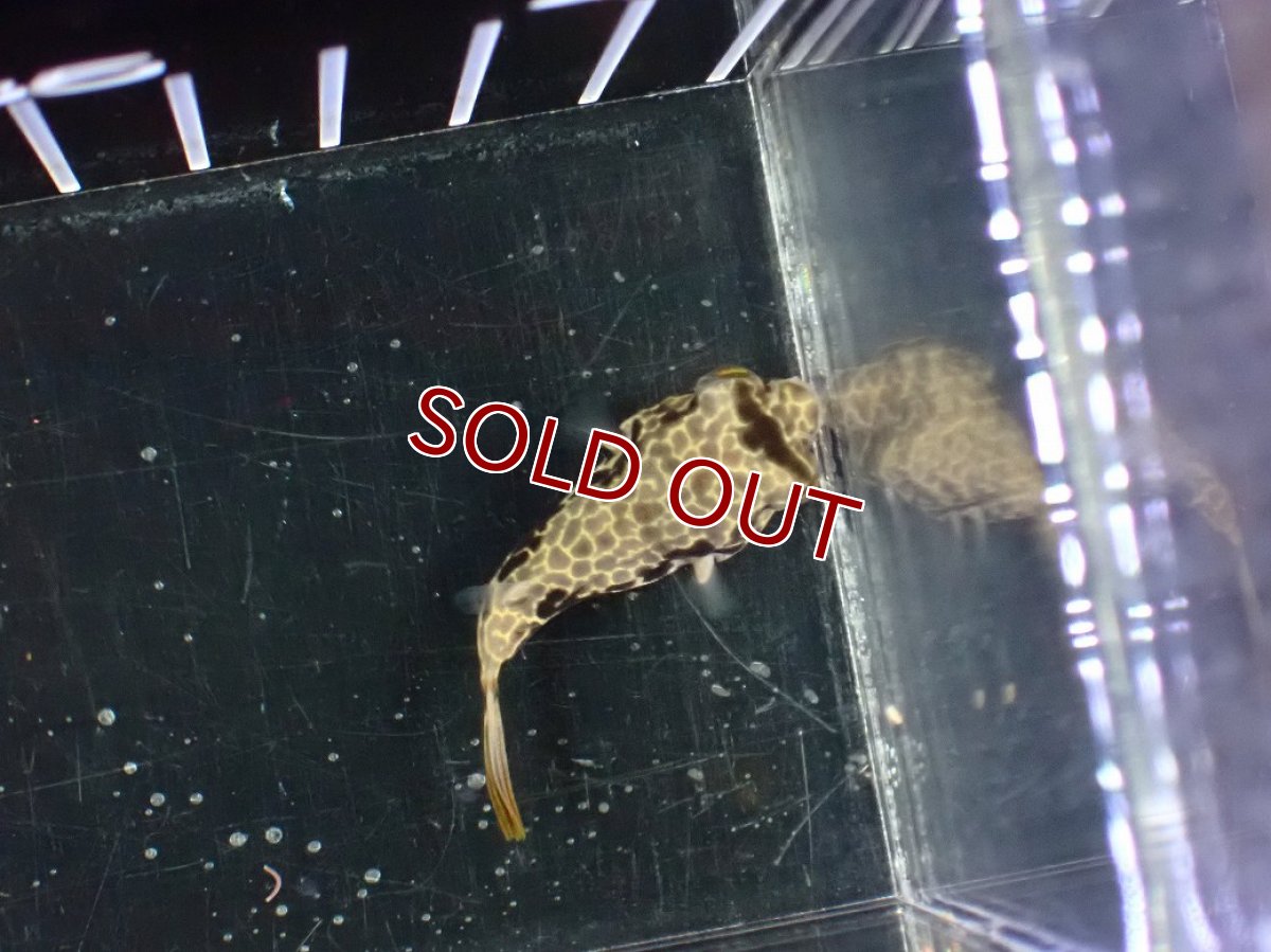 画像5: 【淡水魚】【通販】大特価 テトラオドン ムブ ワイルド【個体販売】(±4cm)(淡水フグ)(生体)(熱帯魚)NK (5)