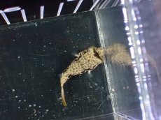 画像5: 【淡水魚】【通販】大特価 テトラオドン ムブ ワイルド【個体販売】(±4cm)(淡水フグ)(生体)(熱帯魚)NK (5)