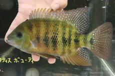 画像4: 【淡水魚】【通販】売り切りセール 極上個体 美 ヘリクティス ボコーティ【個体販売】(±20-21cm)（大型魚）（生体）（熱帯魚）NKO (4)