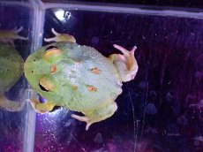 画像4: 【淡水魚】【通販】No1 クランウェルツノガエル マスカット4スポット【個体販売】(±3cm)（カエル）（生体）（熱帯魚）NK (4)