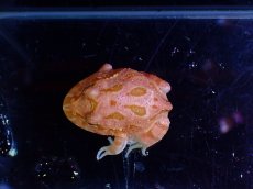 画像4: 【淡水魚】【通販】No2 クランウェルツノガエル アプリコット【個体販売】(±3cm)（カエル）（生体）（熱帯魚）NK (4)