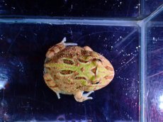 画像4: 【淡水魚】【通販】No1 クランウェルツノガエル ブラウン【個体販売】(±3cm)（カエル）（生体）（熱帯魚）NK (4)