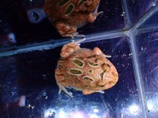 画像4: 【淡水魚】【通販】No2 クランウェルツノガエル ブラウン【個体販売】(±3cm)（カエル）（生体）（熱帯魚）NK (4)