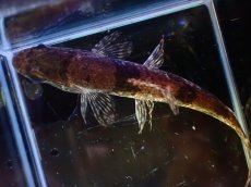 画像9: 【淡水魚】【通販】激安 No2 リアルタライロン アイマラ ベネズエラ産【個体販売】(±11cm)（大型魚）（生体）（熱帯魚）NKO (9)