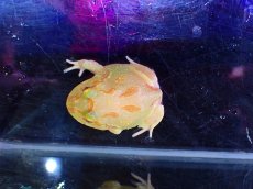 画像4: 【淡水魚】【通販】No4 クランウェルツノガエル ライムグリーン【個体販売】(±3cm)（カエル）（生体）（熱帯魚）NK (4)