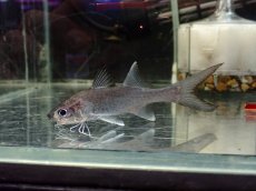 画像4: 【淡水魚】【通販】超激レア シャークマウスレッドフィンパラダイスフィッシュ【個体販売】(±8cm)（大型魚）（生体）（熱帯魚）NKO (4)