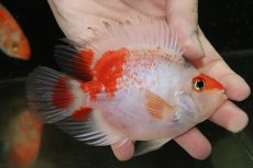 画像1: 【淡水魚】【通販】売り切りセール 超激レア 極上個体 No1 スーパーホワイトサラサパロット【個体販売】(±13cm)（生体）（熱帯魚）NKO (1)