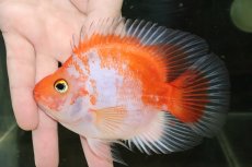 画像2: 【淡水魚】【通販】売り切りセール 超激レア 極上個体 No4 スーパーホワイトサラサパロット【個体販売】(±12cm)（生体）（熱帯魚）NKO (2)