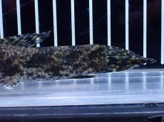 画像3: 【淡水魚】【通販】売り切りセール No1 リアルタライロン アイマラ ベネズエラ産 ワイルド【個体販売】(±14cm)（生体）（熱帯魚）NKO (3)