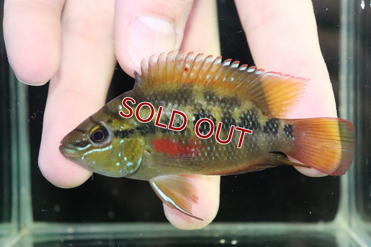 画像1: 【ウィンターセール 10％OFF対象商品】【淡水魚】【通販】激安 サルヴィニィ シクリッド【1匹 サンプル画像】(±4-5cm)（大型魚）（生体）（熱帯魚）NKO (1)