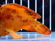 画像6: 【淡水魚】【通販】激安 １匹のみ オレンジ 淡水カエルアンコウ【個体販売】(±8cm)（生体）（熱帯魚）NK (6)