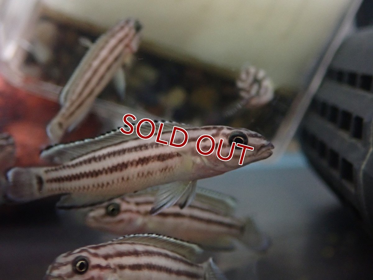 画像1: 【淡水魚】【通販】ジュリドクロミス レガニ【1匹 サンプル画像】（生体）（熱帯魚）NK (1)