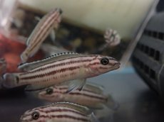 画像1: 【淡水魚】【通販】ジュリドクロミス レガニ【1匹 サンプル画像】（生体）（熱帯魚）NK (1)