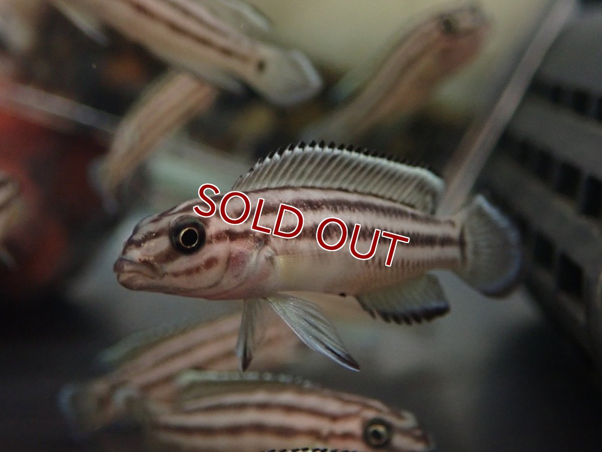 画像2: 【淡水魚】【通販】ジュリドクロミス レガニ【1匹 サンプル画像】（生体）（熱帯魚）NK (2)