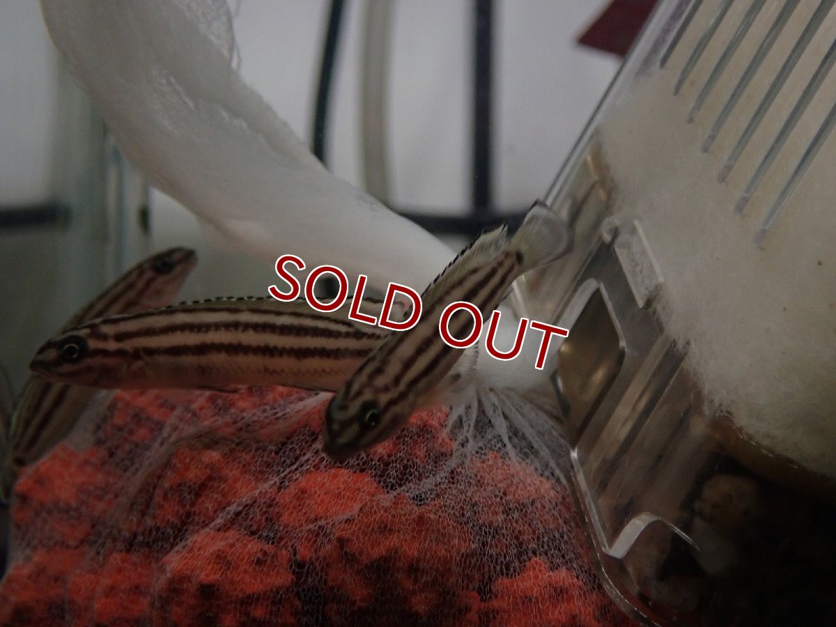 画像3: 【淡水魚】【通販】ジュリドクロミス レガニ【1匹 サンプル画像】（生体）（熱帯魚）NK (3)