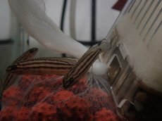 画像3: 【淡水魚】【通販】ジュリドクロミス レガニ【1匹 サンプル画像】（生体）（熱帯魚）NK (3)